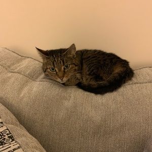 Meet your Posher, Callie